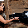 Organic farmer Su Kahumbu Stephanou of iCow visits with a cow.